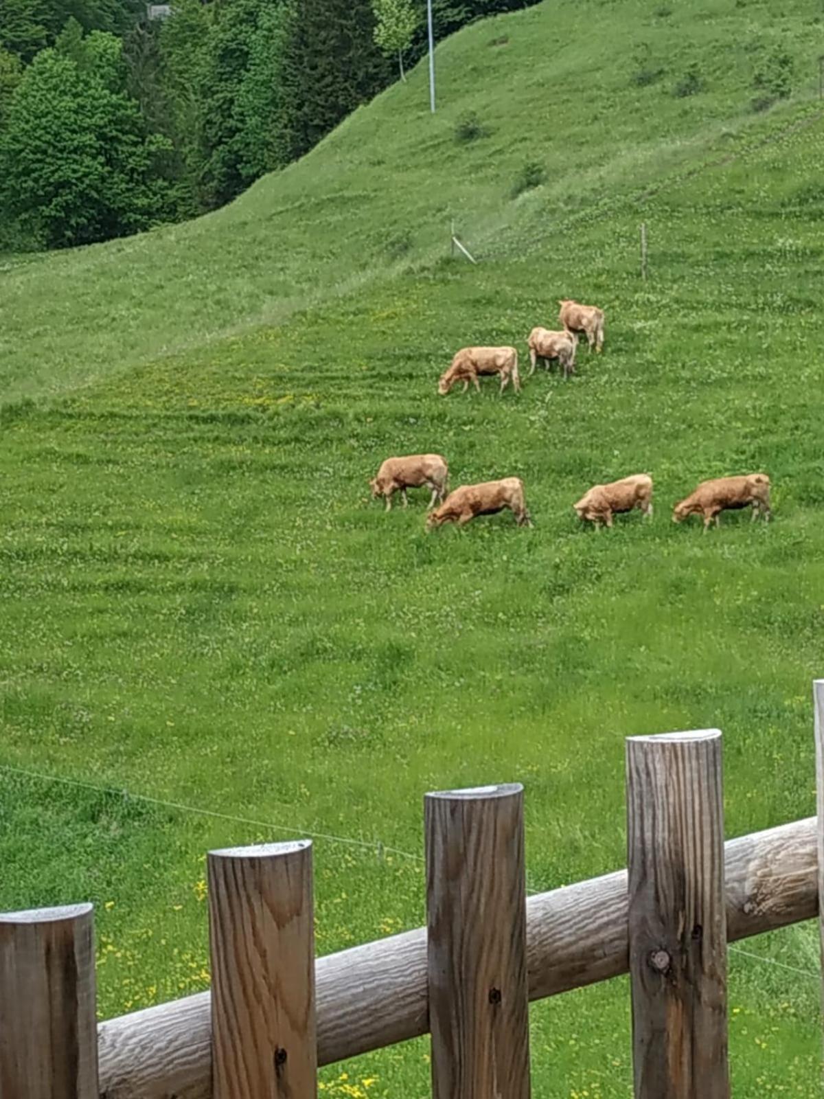 Albergo Diffuso Sauris in Sauris di Sotto Bagian luar foto